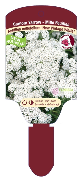 Achillea 'New Vintage White' New 2025